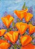 Spring's Poppies
