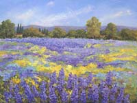 Lupine Field