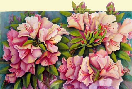 Rhododendrons
