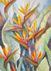Bird of Paradise