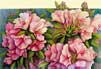 Rhododendrons