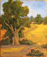 Old Eucalyptus