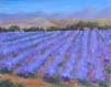 Lavender Fields