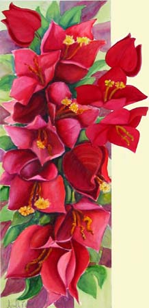  Bougainvillea