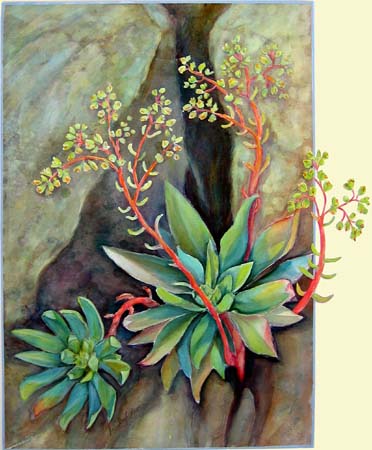  Dudleya