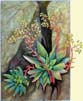 06 Dudleya_1