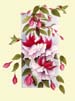 06aa Magenta Fuchsia (1)