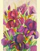08 Iris_1