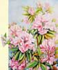 Rhododendrons
