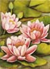 Waterlilies