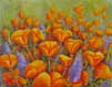 California Poppies